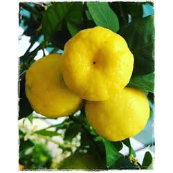Lima Pusha ( Citrus Limetta Pursha)