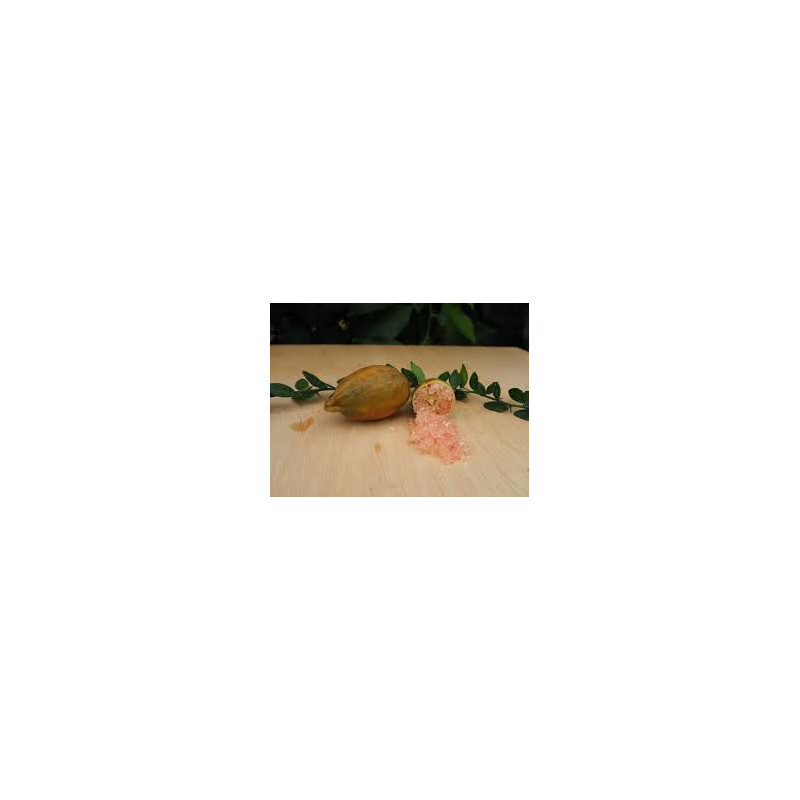 Limão Caviar Agata ( Microcitrus Australasica)