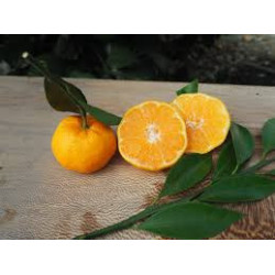 Mandarina Kishu Nooka ( Citrus Kinokuni Mukakukishu)