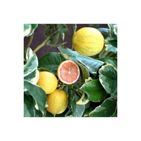 Limão Meyer Rosa Variegata ( Citrus x Meyerii)