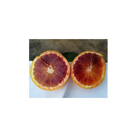 Laranja Tarocco Ippolito (Citrus sinensis (L.) Osbeck)