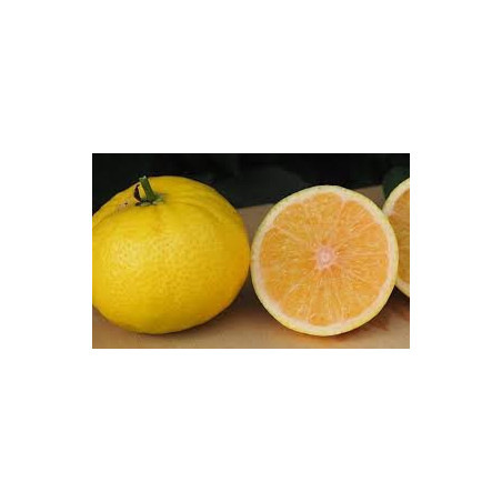 Tangelo Wekiwa ( Citrus Citrinus x Tangelo)