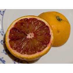 Laranja Tarocco Bream ( Citrus Sinensis)