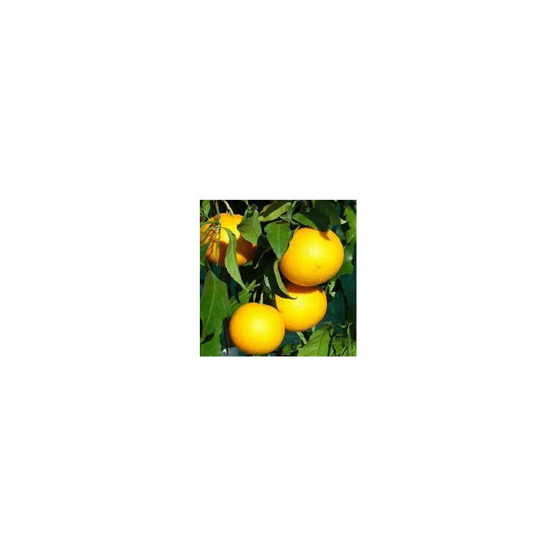 Tangor Kyomi ( Citrus Reticulata Blanco)
