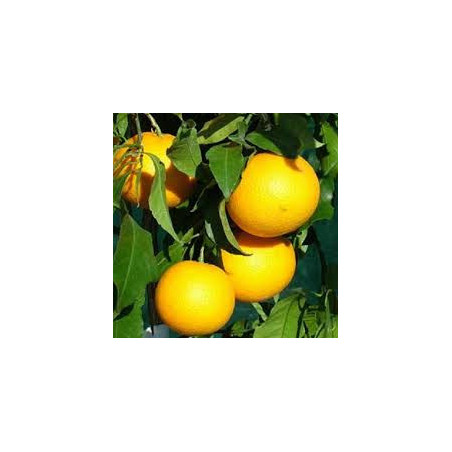 Tangor Kyomi ( Citrus Reticulata Blanco)
