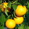 Tangor Kyomi ( Citrus Reticulata Blanco)