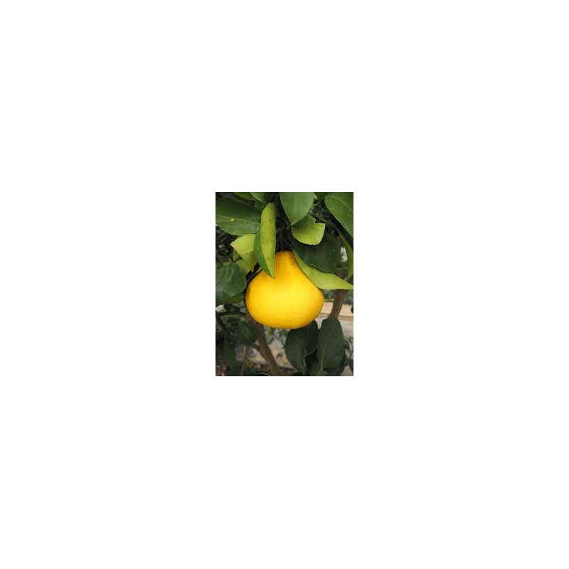 Pomelo Red Madoka ( Citrus Maxima)