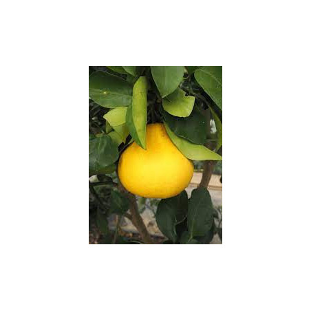 Pomelo Red Madoka ( Citrus Maxima)