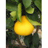 Pomelo Red Madoka ( Citrus Maxima)