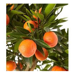 Kucle ( Fortunella Margarita X Citrus Reticulata)
