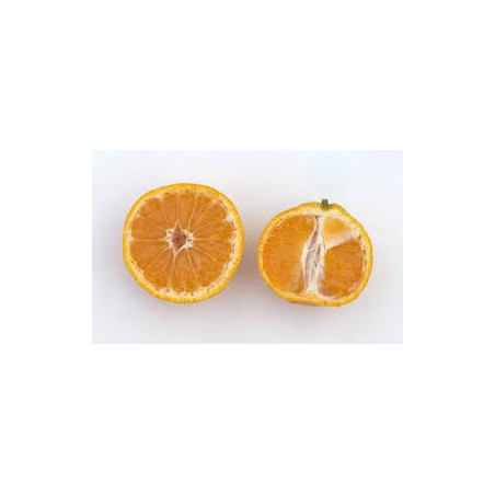 Tangerina Satsuma Xie Shan ( Citrus Unshiu Marcovich Xie Shan)