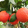 Laranja Baunilha Sanguinelli ( Citrus Sinensis Vaniglia Var. Sanguinello)