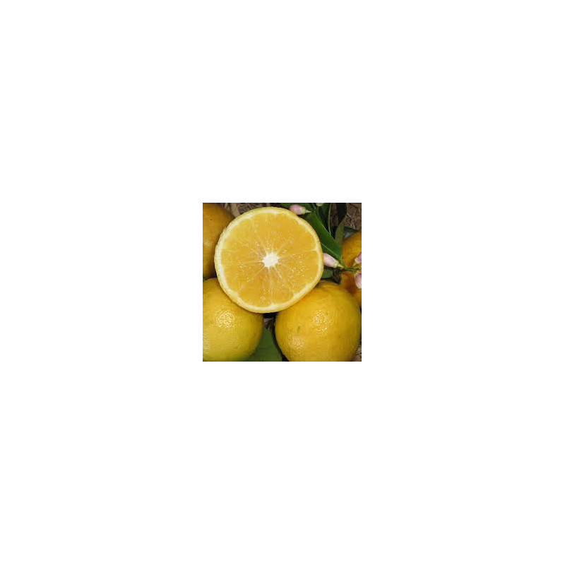 Limão Lemonade ( Citrus Limon x Citrus Reticulata)