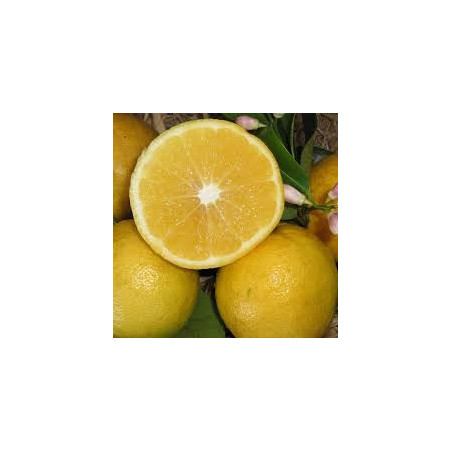 Limão Lemonade ( Citrus Limon x Citrus Reticulata)