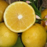 Limão Lemonade ( Citrus Limon x Citrus Reticulata)