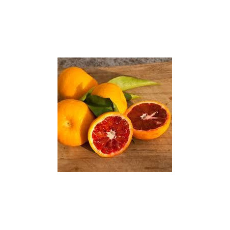 Clementina Rosso ( Citrus X Clementina Var. Rosso)