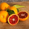 Clementina Rosso ( Citrus X Clementina Var. Rosso)