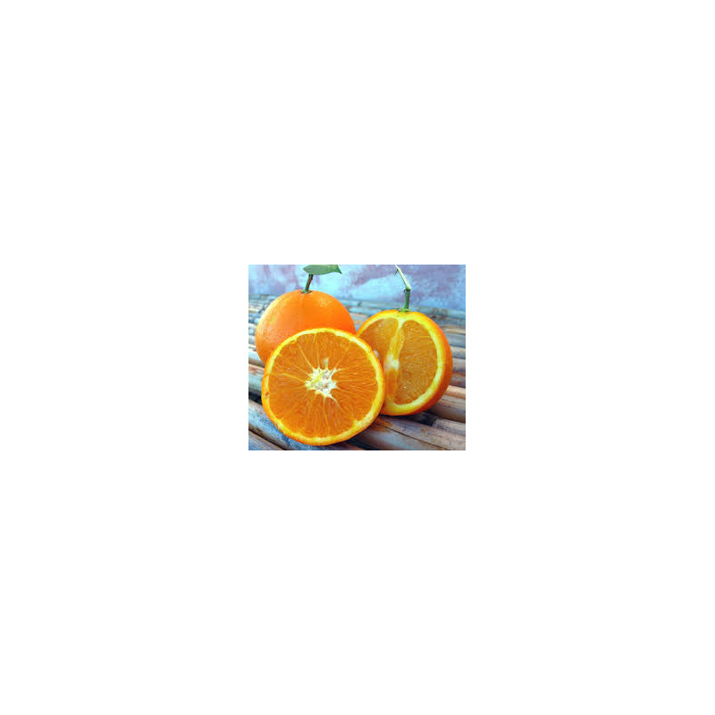 Laranja Duretta del Gargano ( Citrus Sinensis)