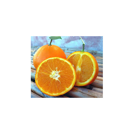 Laranja Duretta del Gargano ( Citrus Sinensis)