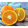 Laranja Duretta del Gargano ( Citrus Sinensis)