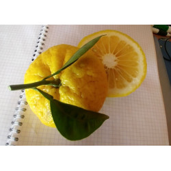 Pomelo Kotokan ( Citrus Kotokan)