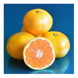 Tangerina Primasole ( Citrus Primasole)