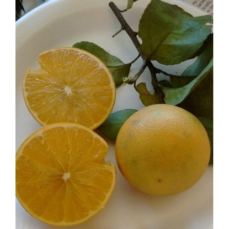 Laranja US119 ( Citrus Sinensis Var. US119)