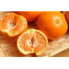 Mandarina Harumi ( Citrus Harumi)