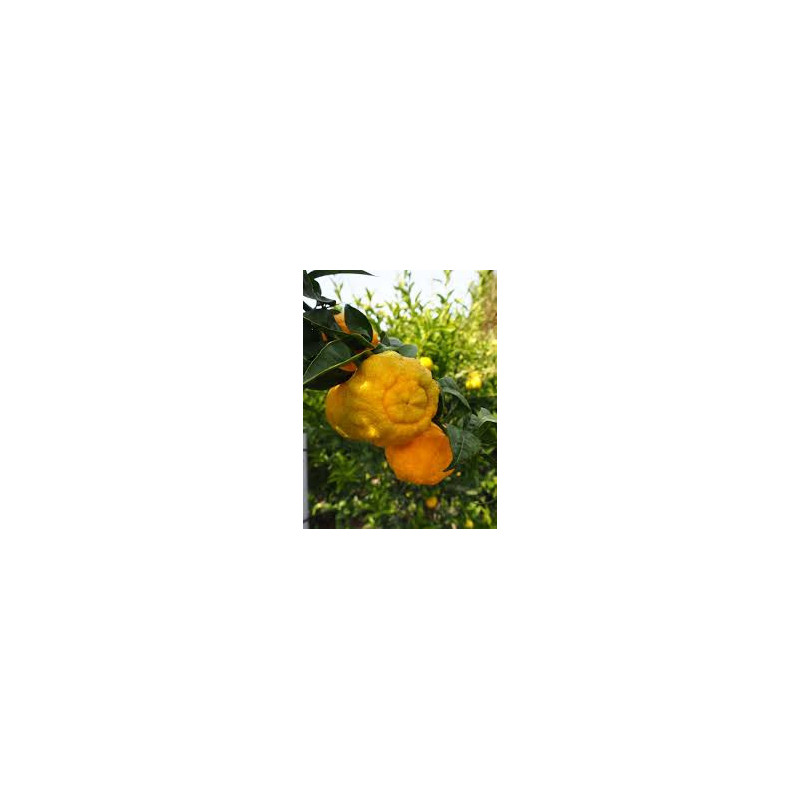 Limão Yuzu 30 ( Doce) Citrus Juno