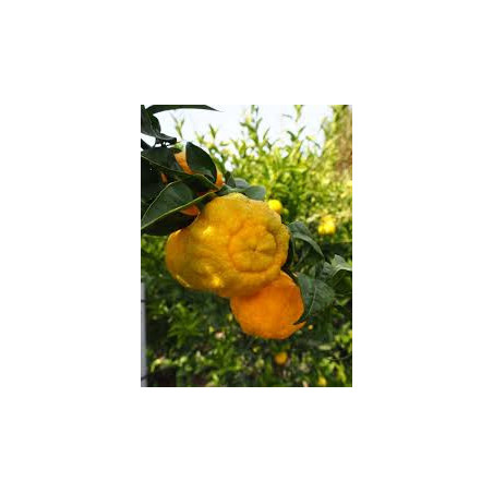Limão Yuzu 30 ( Doce) Citrus Juno