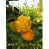 Limão Yuzu 30 ( Doce) Citrus Juno