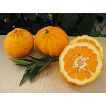 Tangelo Jamaicano Ugly ( Citrus Reticulata Ugly)