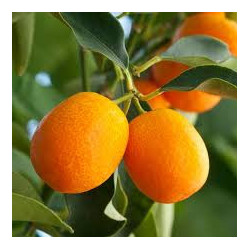 Kumquat Meiwa ( Citrus Fortunella Crassifolia)