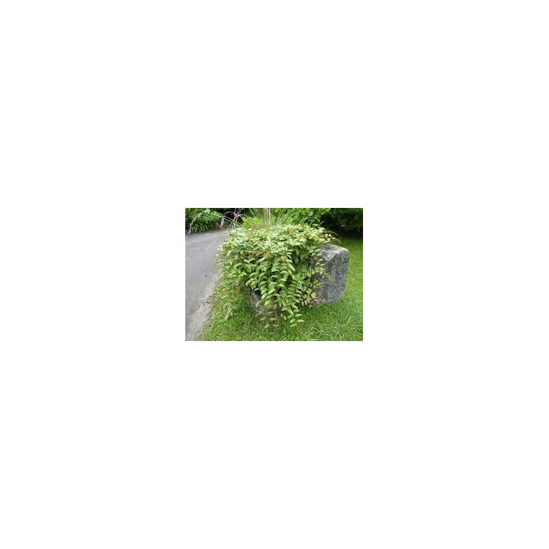 Framboesa Bramble Orange ( Rubus Ichangensis)