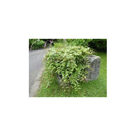 Framboesa Bramble Orange ( Rubus Ichangensis)