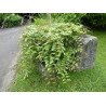 Framboesa Bramble Orange ( Rubus Ichangensis)