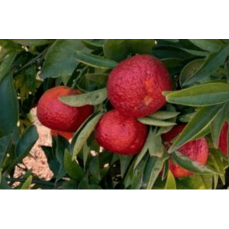 Clementina Meyer Doppo Sanguinelli ( Citrus X Clementine Var. Doppo Sanguinelli)
