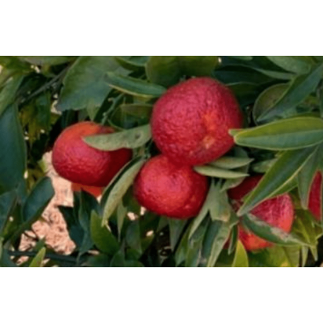 Clementina Meyer Doppo Sanguinelli ( Citrus X Clementine Var. Doppo Sanguinelli)