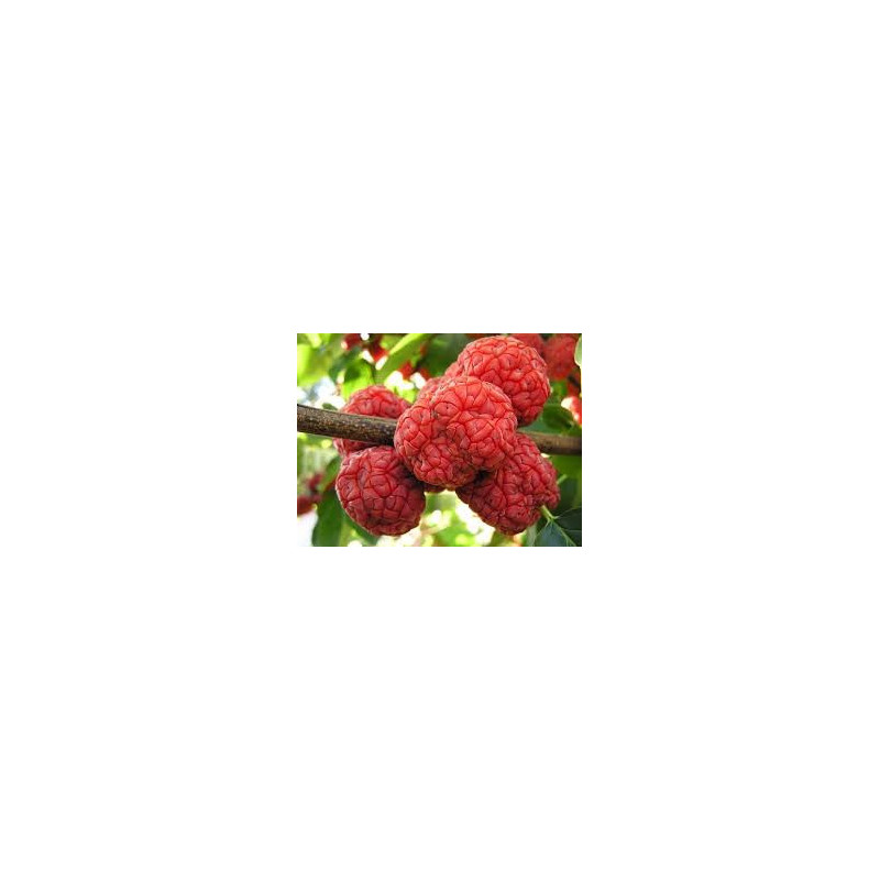 Maclura Tricuspidata ( Che Chul RI) Enxertada