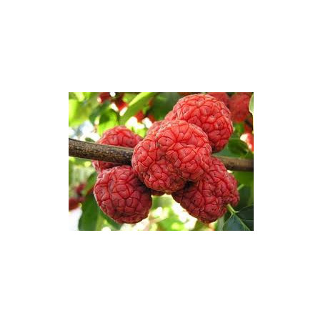 Maclura Tricuspidata ( Che Chul RI) Enxertada