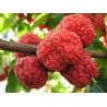 Maclura Tricuspidata ( Che Chul RI) Enxertada