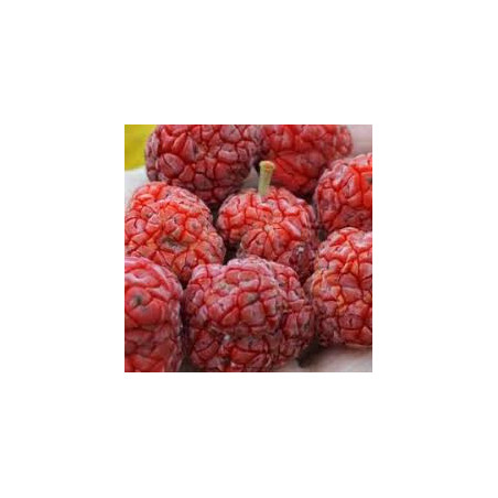 Maclura Tricuspidata ( Che Darren Bender) Enxertada