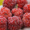 Maclura Tricuspidata ( Che Darren Bender) Enxertada