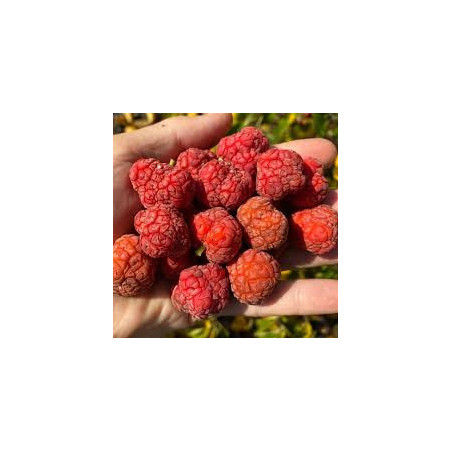 Maclura Tricuspidata ( Che Darrow) Enxertada