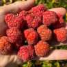Maclura Tricuspidata ( Che Darrow) Enxertada