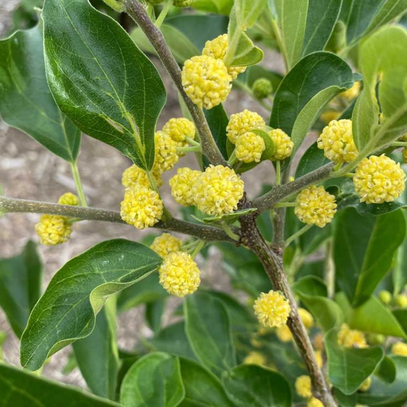 Maclura Tricuspidata ( Che Hu Macho) Enxertada