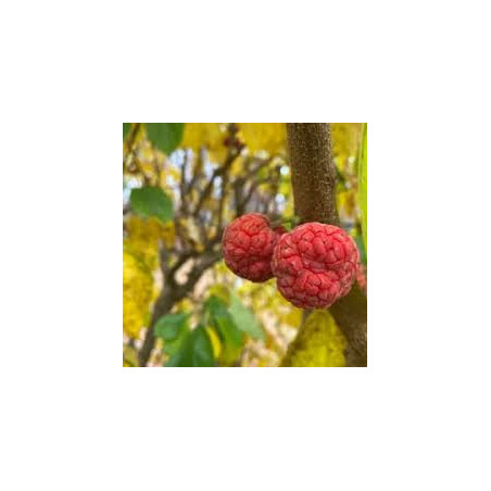 Maclura Tricuspidata ( Che Norris Fêmea) Enxertada