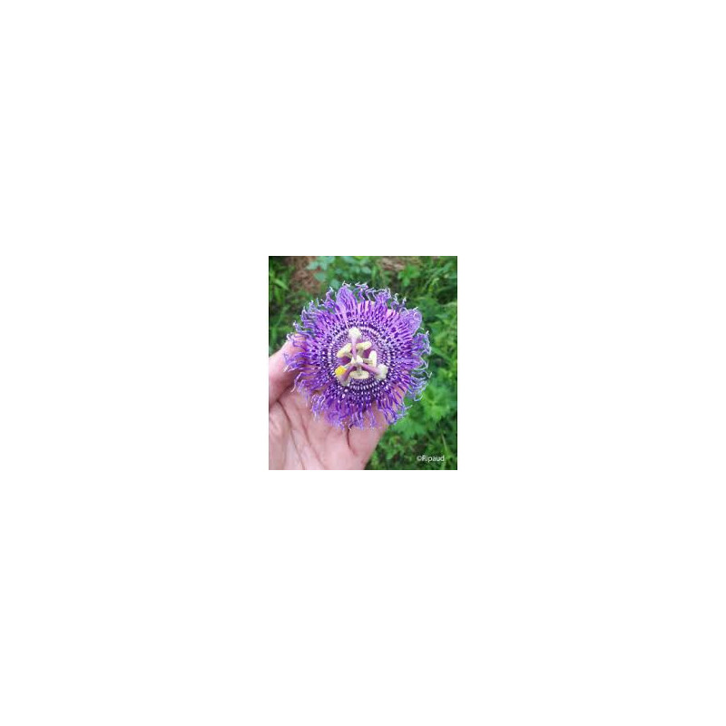Maracujá Confetto (Passiflora Fata x Incarnata)