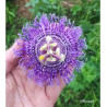 Maracujá Confetto (Passiflora Fata x Incarnata)