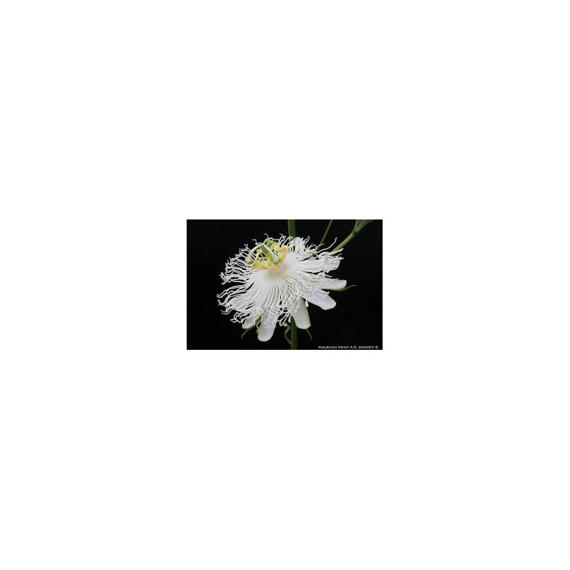 Maracujá Snowstar ( Passiflora x Incarnata)